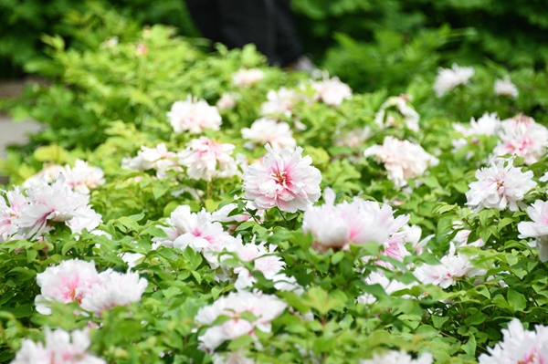 北京朝阳:太阳宫公园迎来首届牡丹节,5万余株牡丹竞相开放