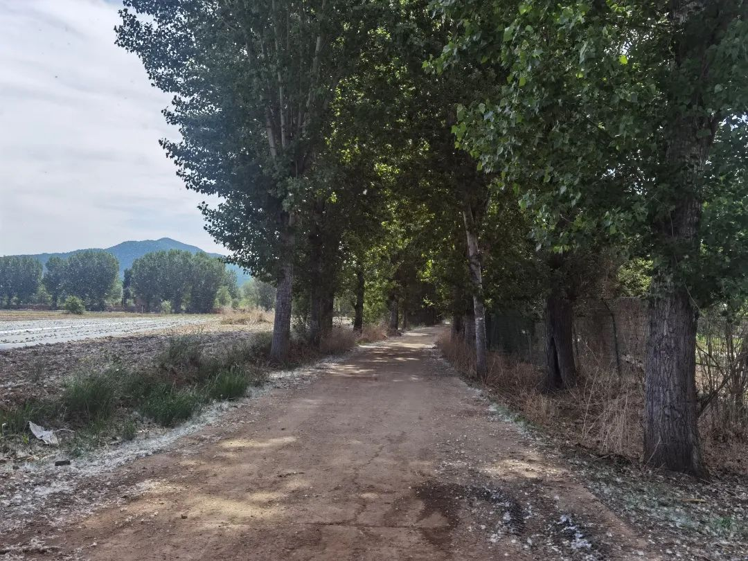 平谷区夏各庄镇南太务村打好"洒喷冲扫"组合拳 精准治理杨柳飞絮